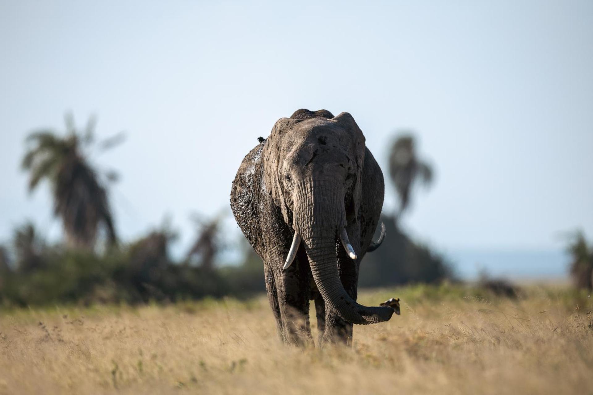 Kilimanjaro View Cabin-Amboseli Oloitokitok Bilik gambar