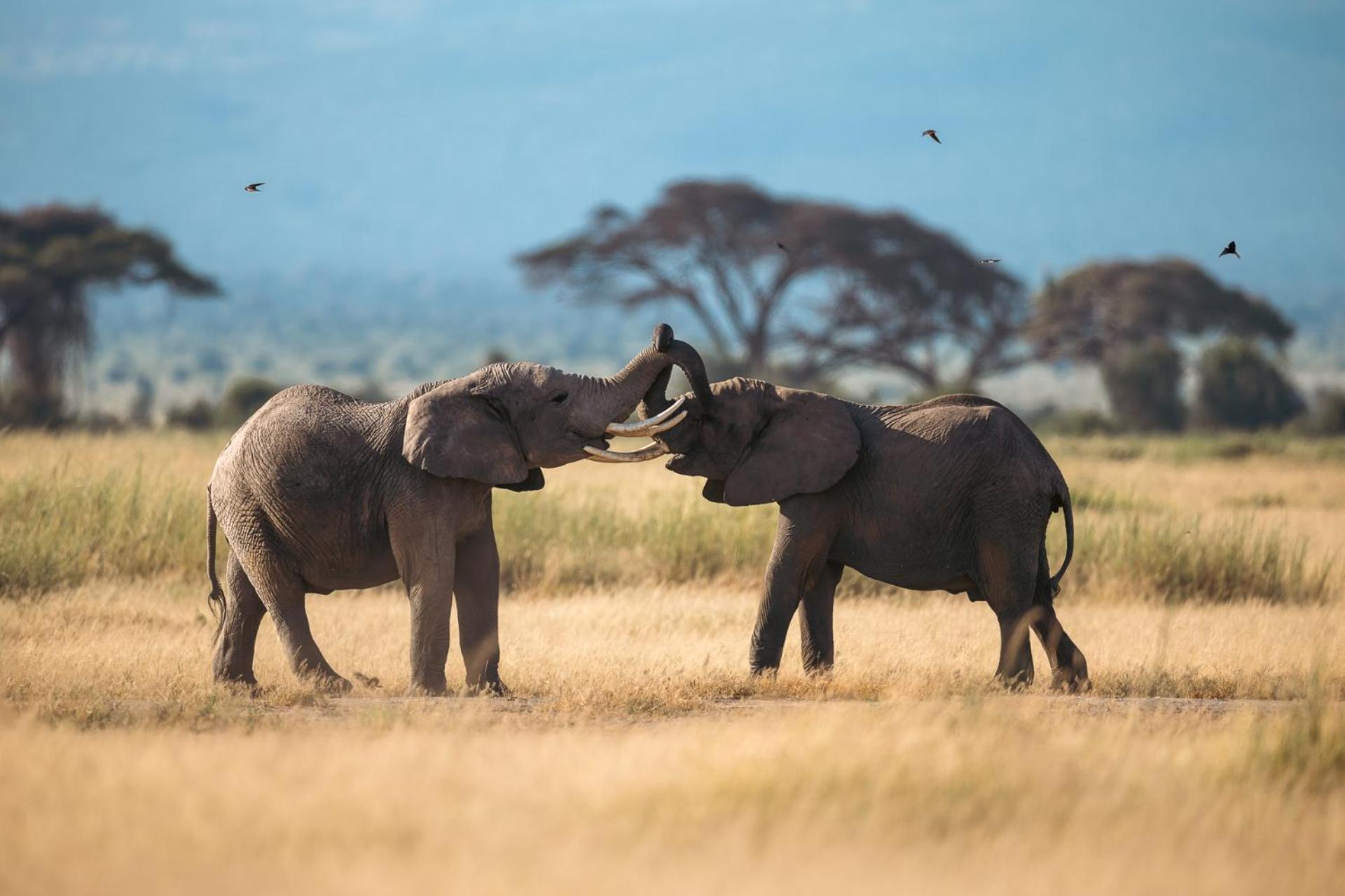 Kilimanjaro View Cabin-Amboseli Oloitokitok Bilik gambar