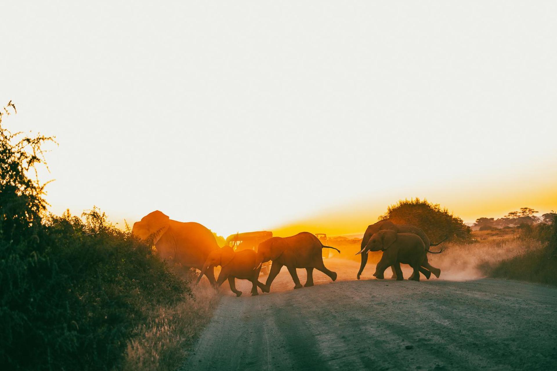 Kilimanjaro View Cabin-Amboseli Oloitokitok Bilik gambar