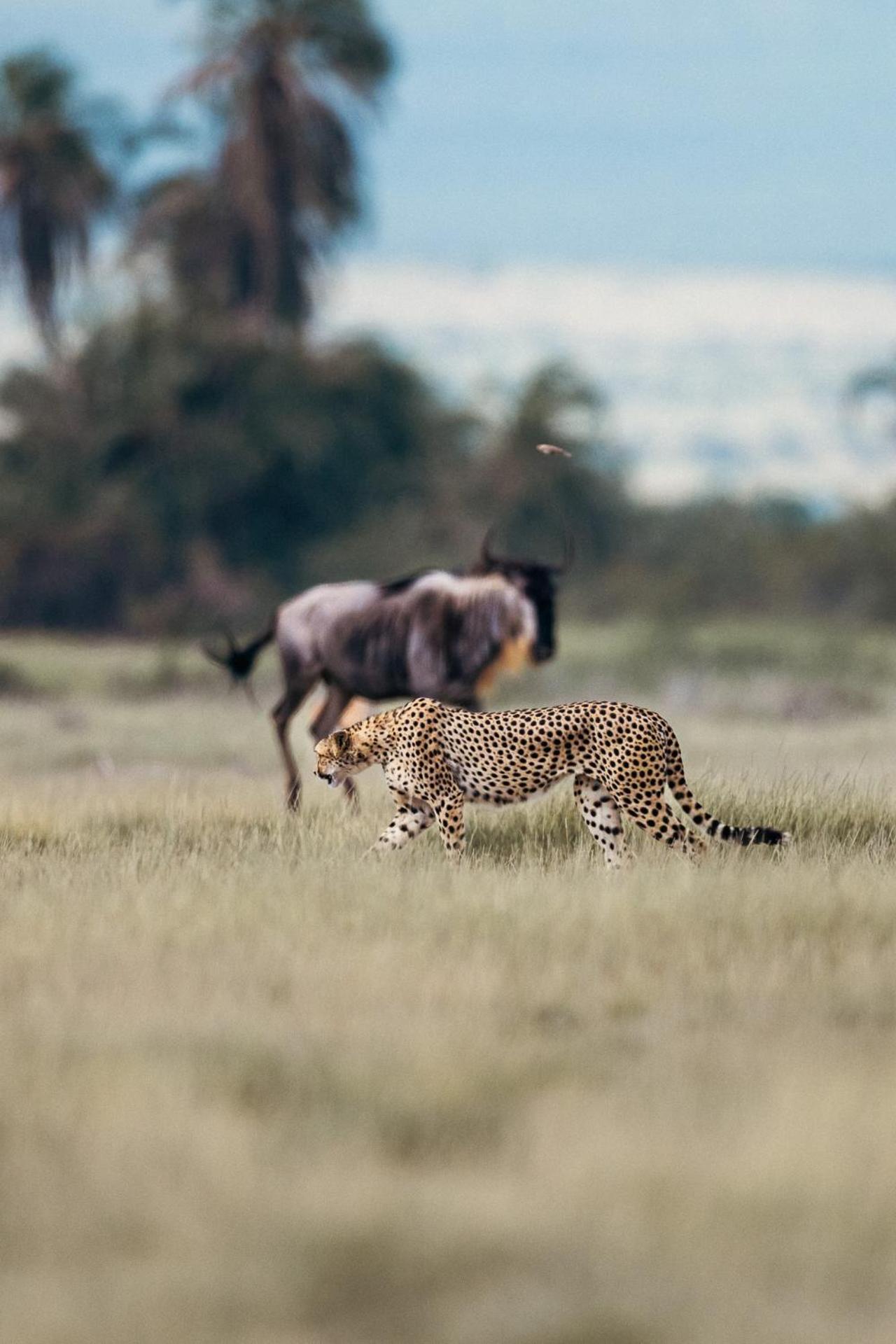 Kilimanjaro View Cabin-Amboseli Oloitokitok Bilik gambar