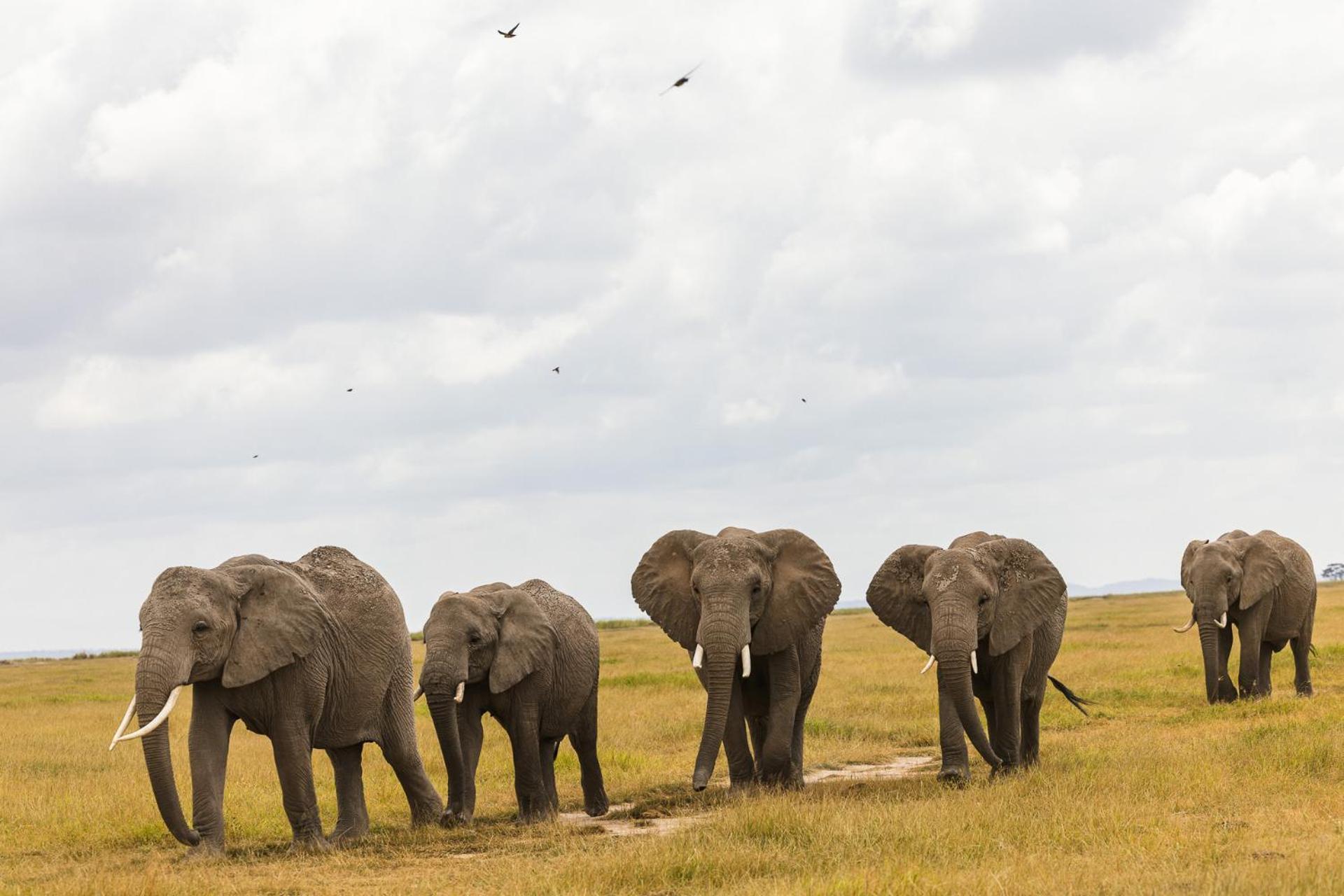 Kilimanjaro View Cabin-Amboseli Oloitokitok Bilik gambar