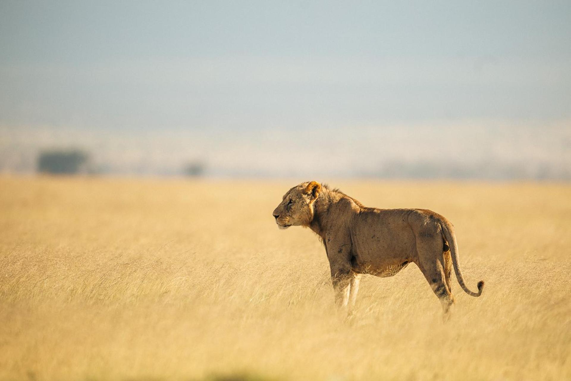 Kilimanjaro View Cabin-Amboseli Oloitokitok Bilik gambar