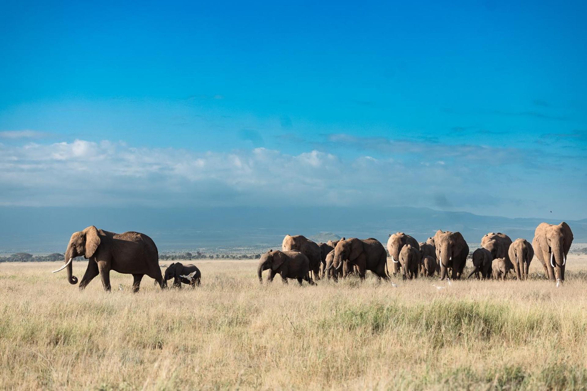 Kilimanjaro View Cabin-Amboseli Oloitokitok Bilik gambar