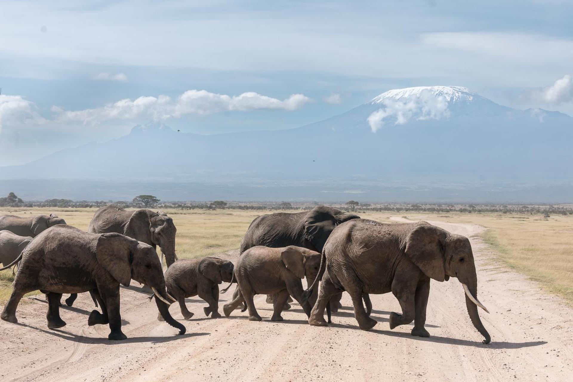 Kilimanjaro View Cabin-Amboseli Oloitokitok Bilik gambar